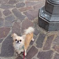 Chihuahua pelo lungo