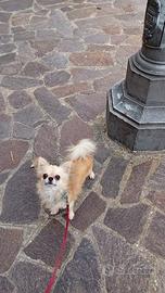 Chihuahua pelo lungo