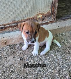 Cucciolo Jack Russel