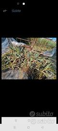 piante agave 