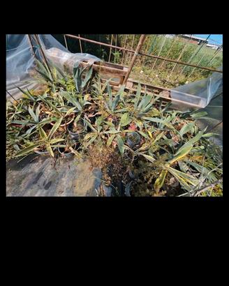piante agave 