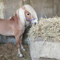 Cavallo avelignese