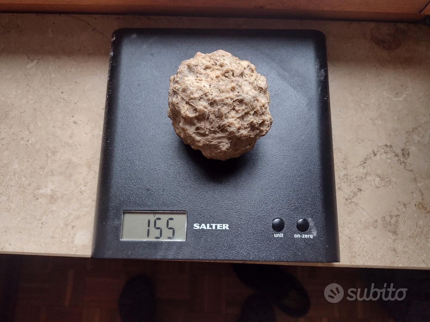 calcolo biliare bovino bezoario da 155 grammi Collezionismo In