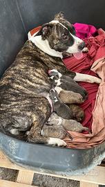 Amstaff