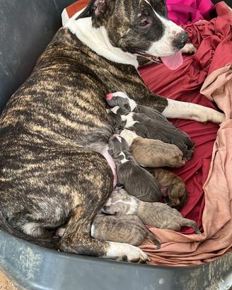 Amstaff
