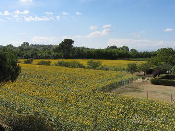 Terreno agricolo 8646mq, utenze, capanno, giardino