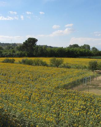 Terreno agricolo 8646mq, utenze, capanno, giardino