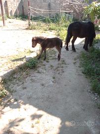 Cavalli mamma e figlia