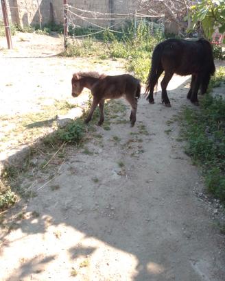 Cavalli mamma e figlia