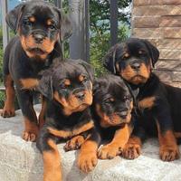 Rottweiler cuccioli