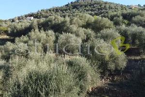 Rustico-Casale a Perinaldo