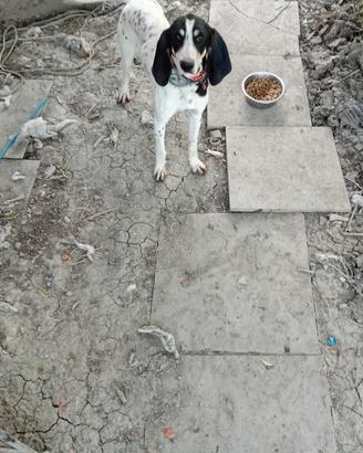 Cani da cinghiale