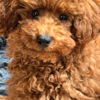 Barboncino pedigree Enci