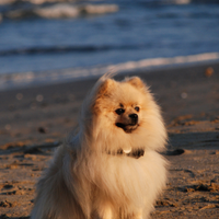 Maschio- Pomerania per accoppiamento