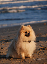 Maschio- Pomerania per accoppiamento