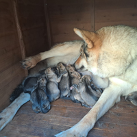 Cuccioli lupo cecoslovacco