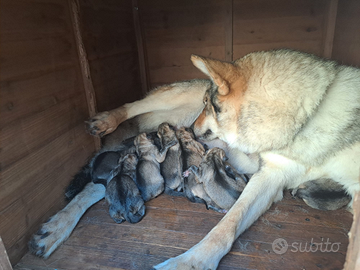 Cuccioli lupo cecoslovacco
