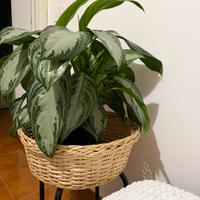 Pianta : Chinese Ever Green (Aglaonema Silver Bay)