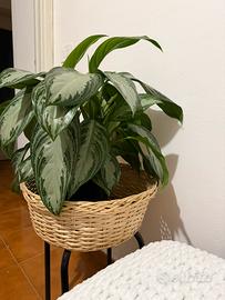 Pianta : Chinese Ever Green (Aglaonema Silver Bay)