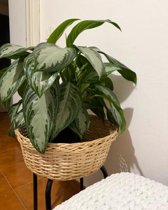 Pianta : Chinese Ever Green (Aglaonema Silver Bay)