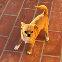 Cucciolo di Chihuahua 8 mesi