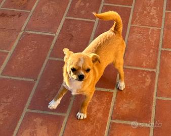 Cucciolo di Chihuahua 8 mesi