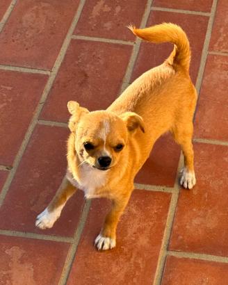 Cucciolo di Chihuahua 8 mesi