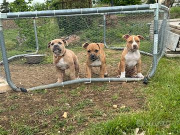 American pit Bull terrier UKC ultimi 2 cuccioli
