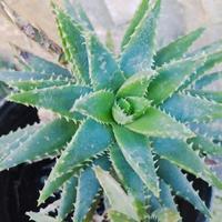 Aloe brevifolia 