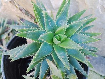 Aloe brevifolia 
