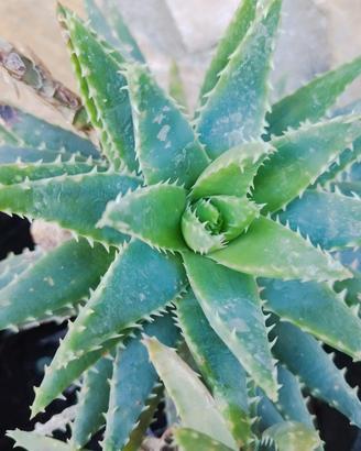 Aloe brevifolia 