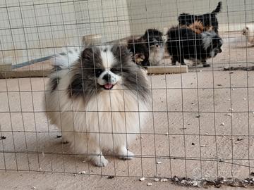 Volpino di Pomerania