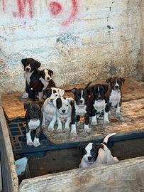 Amstaff cuccioli