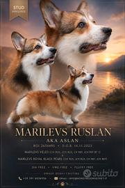 Stallone Corgi Pembroke 