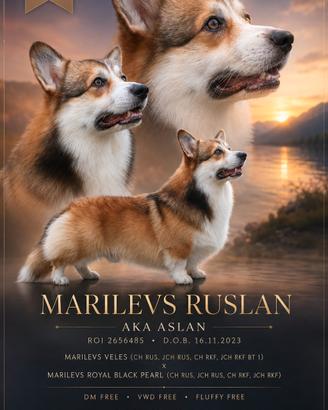 Stallone Corgi Pembroke 
