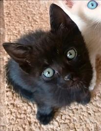 Gattina nera