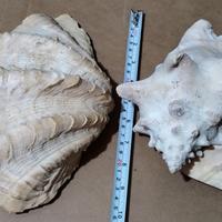 🐚🐚n. 2 Conchiglie Giganti 