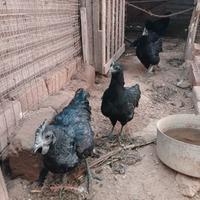 Cemani