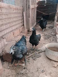 Cemani