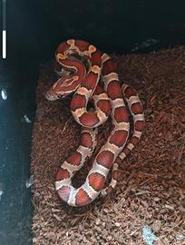 elaphe guttata (serpente del grano) + teca