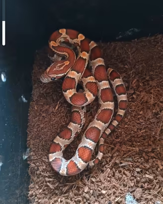 elaphe guttata (serpente del grano) + teca