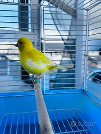 Canarina fifa fancy femmina