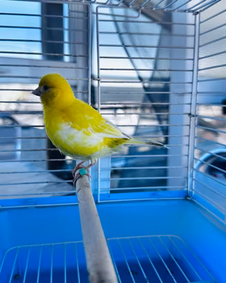 Canarina fifa fancy femmina