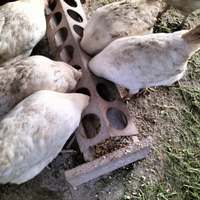 Galline ovaiole