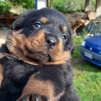 Rottweiler