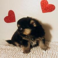 Chihuahua Dolcetto cucciolo maschietto
