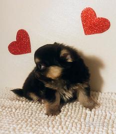 Chihuahua Dolcetto cucciolo maschietto