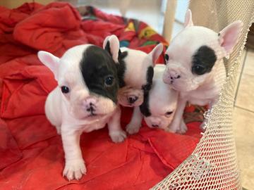 Bulldog francesi