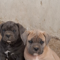 Cane Corso Formentino