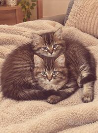 Gattine Siberiane